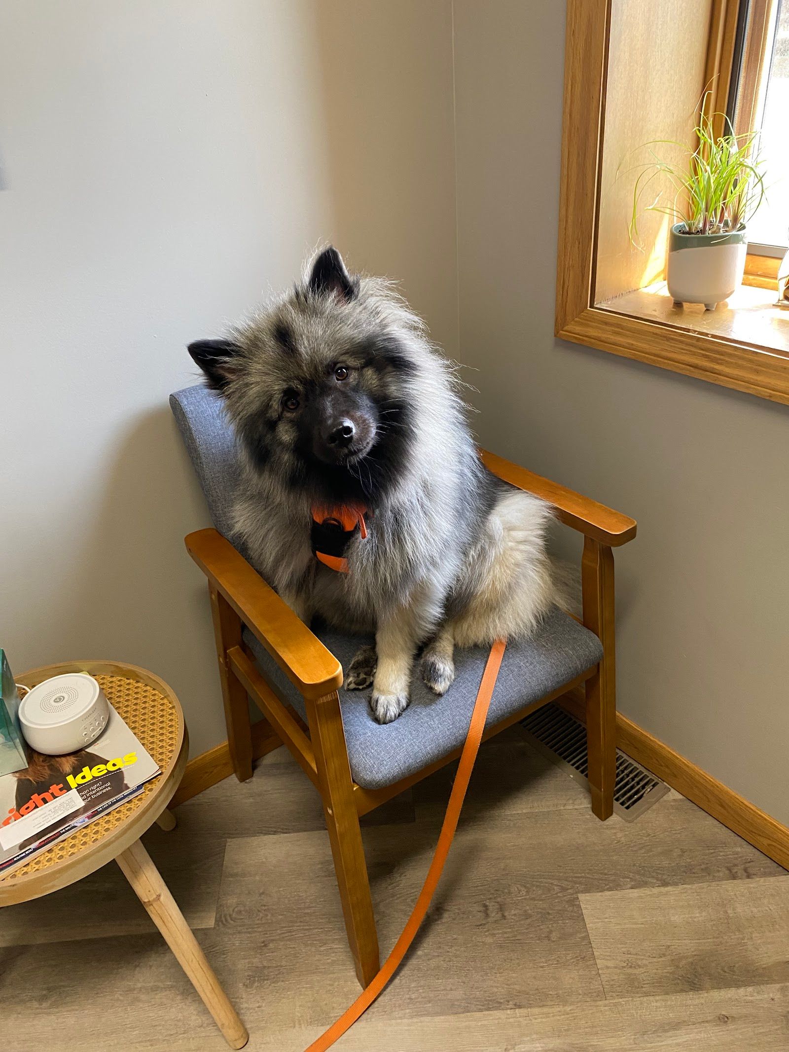 Aurora Urgent Veterinary Clinic