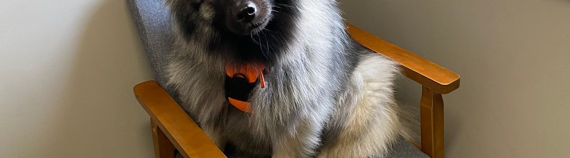 Aurora Urgent Veterinary Clinic