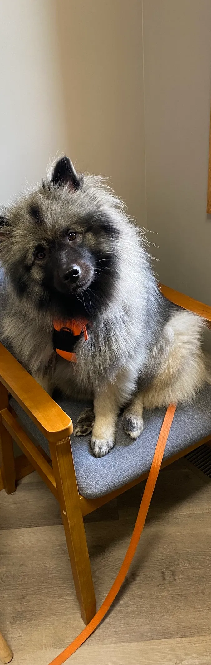 Aurora Urgent Veterinary Clinic