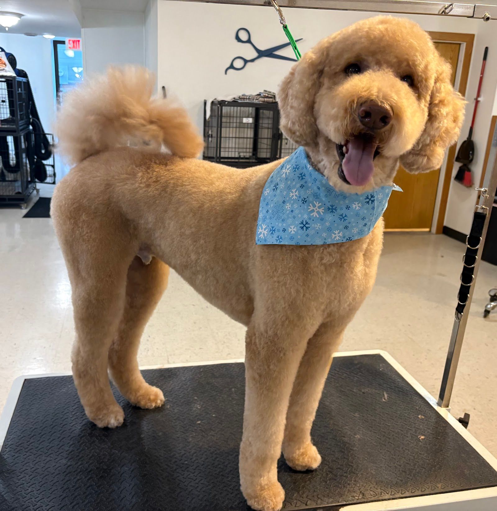 Jazzy Paws Dog Grooming