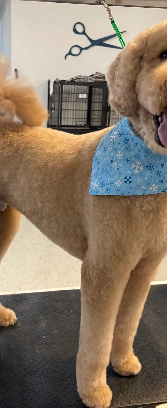 Jazzy Paws Dog Grooming