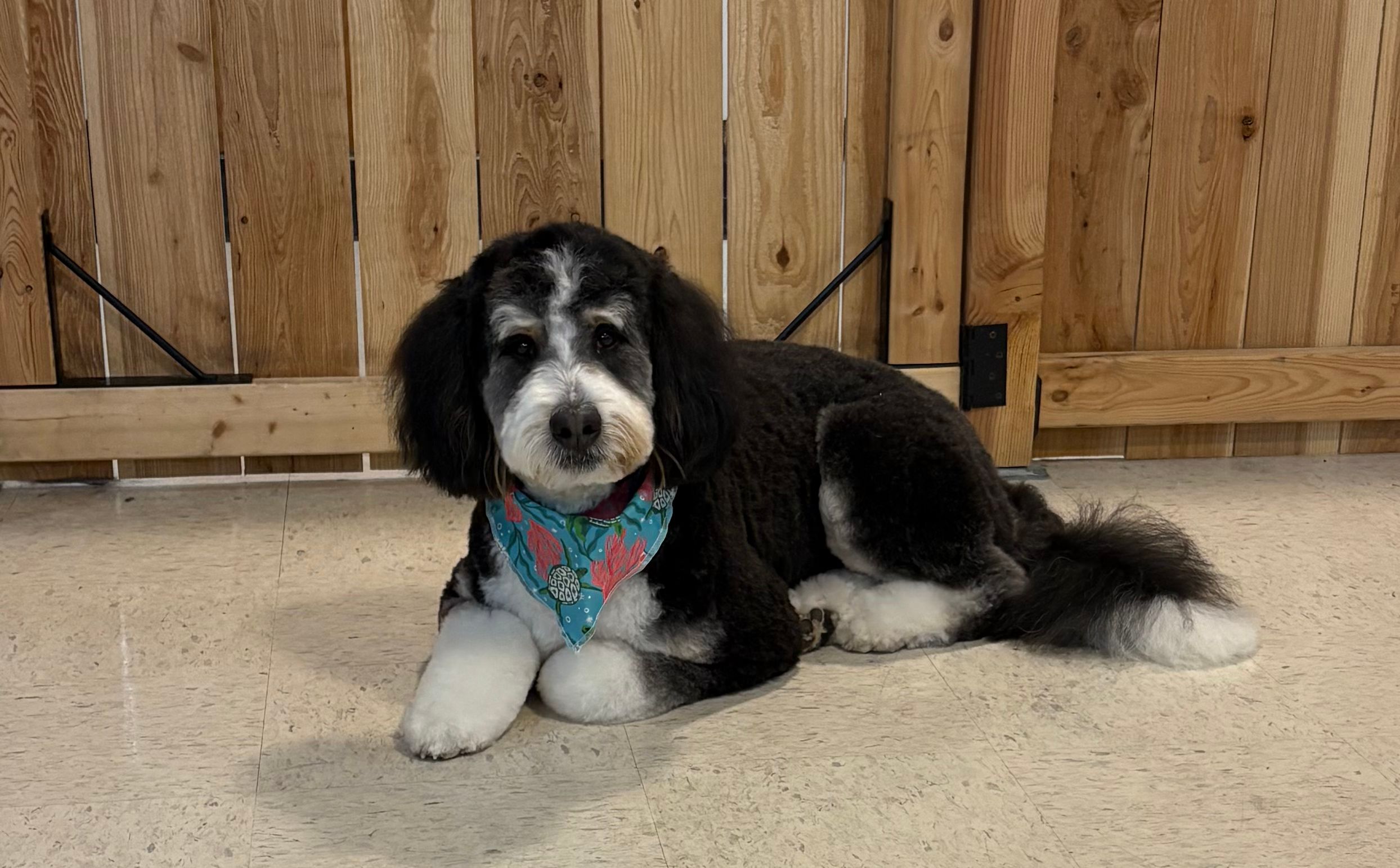 Jazzy Paws Dog Grooming