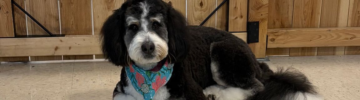 Jazzy Paws Dog Grooming