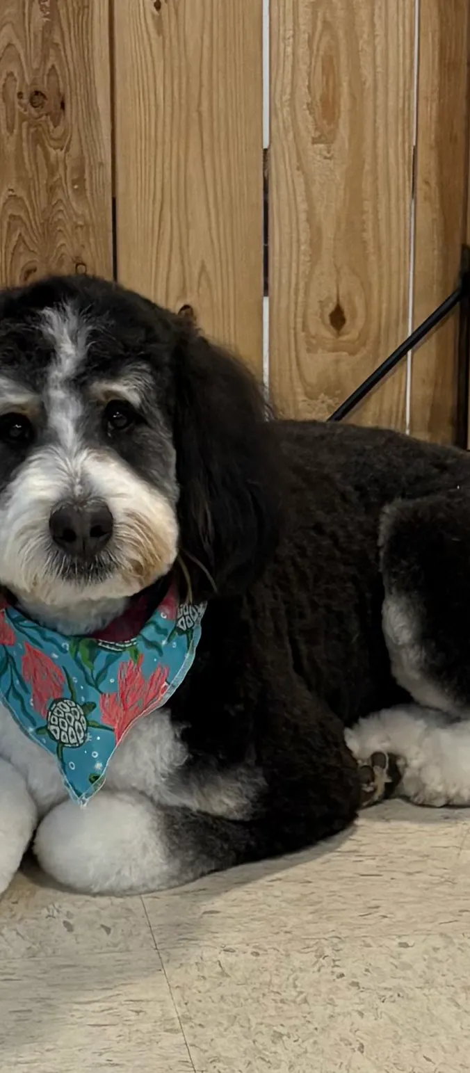 Jazzy Paws Dog Grooming